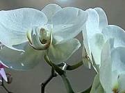 Orchidea Phalaenopsis - pěstování orchidejí - jak pěstovat orchideu