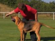 Výcvik psa - povely 