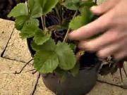 Pěstování jahod - jak pěstovat jahody