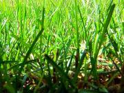 Péče o trávník v létě - jak pečovat o trávu během léta