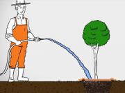Vysazování stromů - jak správně sázet stromy