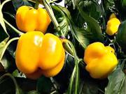 Pěstování papriky - jak pěstovat papriku