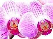 Orchidea - Pěstujeme orchideje - jak se starat o orchideu