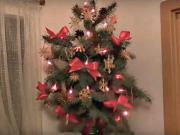 Živý vánoční stromek bez řezání